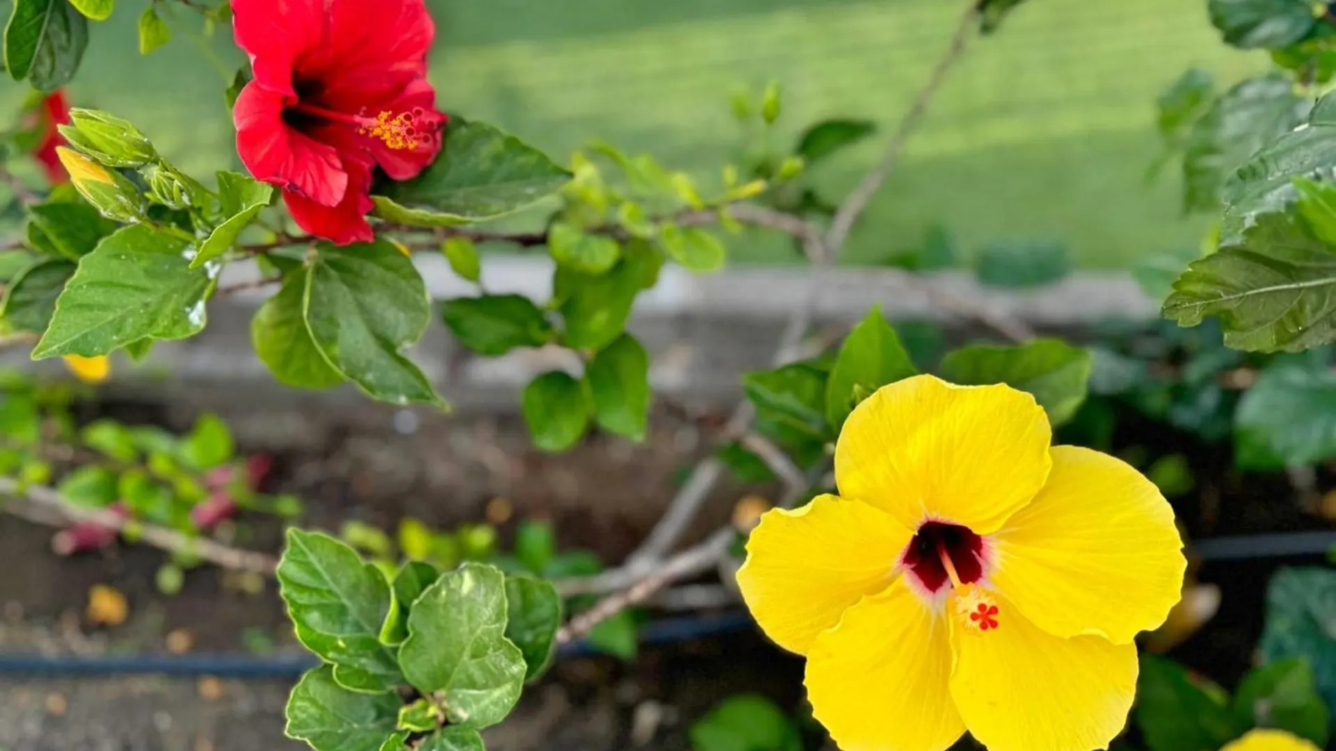 Hibiscus Holiday Home Playa del Ingles  Spain